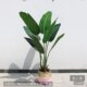 Nordic style large and medium-sized Monstera deliciosa displays Traveler banana