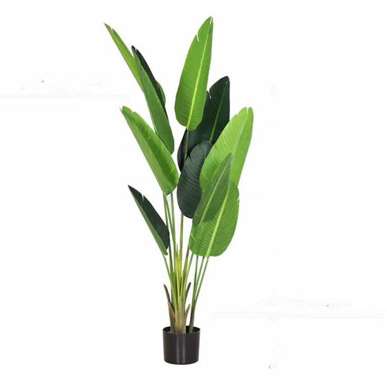 Nordic style large and medium-sized Monstera deliciosa displays Traveler banana