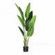 Nordic style large and medium-sized Monstera deliciosa displays Traveler banana