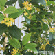 High simulation green plant laurel floor decorative potted plant