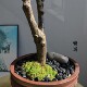 High-end simulated green plant teahouse Zen Chinese style ornaments