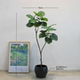 High-end simulated love ficus potted plant for interior decoration
