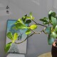 High-end simulated green plant teahouse Zen Chinese style ornaments