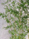 High-end simulated purple and green bamboo Zen window decorations
