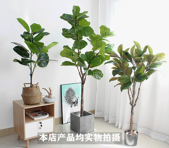 High-end simulated green plant fig leaf magnolia tree
