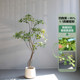 Bimei Crafts Terminalia tree high-end simulated green plants
