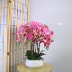 High-end simulated Phalaenopsis bonsai 3D printed petals