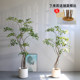 Bimei Crafts Terminalia tree high-end simulated green plants