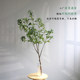 Simulated horse drunken wood green plants high-end light luxury living room hotel shop TV cabinet B&B decorative ornaments floor-standing fake plants