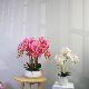 High-end simulated Phalaenopsis bonsai 3D printed petals