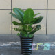Environmentally friendly living room office hotel simulation plant