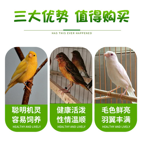 鸟 观赏鸟 玉鸟芙蓉鸟活鸟 金丝雀笼养鸣唱山东扬州黄桂皮辣椒红 - 图0