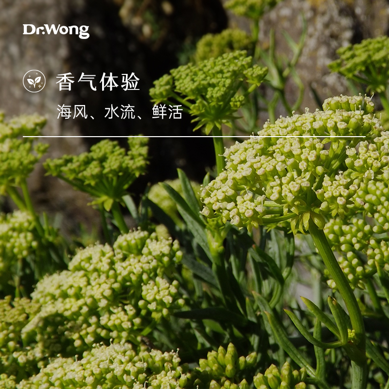 Dr.Wong海茴香单方精油清澈茴香清新流动珍稀小众植物香薰精油 - 图0