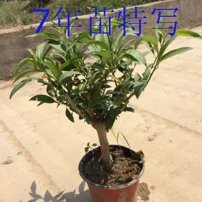 夜来香花树苗九里香夜来香盆栽花卉植物室内驱蚊花苗浓香四季开花 - 图1