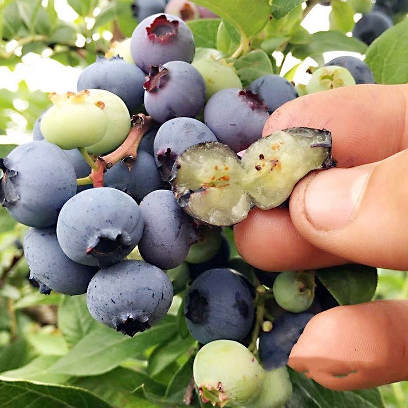广州蓝莓树苗大果蓝莓苗蓝莓1号果树苗带土带叶当年结果盆栽地栽 - 图0