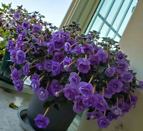 苦苣苔长筒花耐阴耐热好养活花期长现货鳞茎2025多色可选满38包邮 - 图3