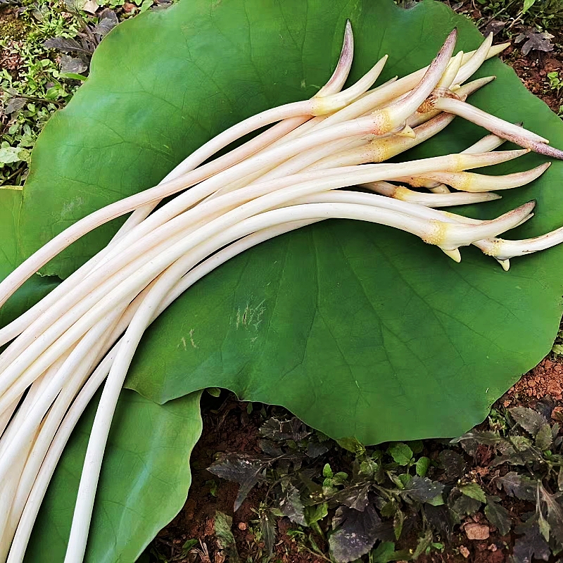 藕带新鲜生吃脆嫩鲜藕尖现挖食用莲藕肠子农家当季蔬菜非洪湖笔尖 - 图1