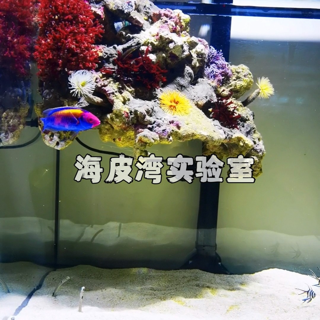 海洋活宠物羽毛管虫珊瑚海缸软管虫珊瑚海水造景生物好养易活新手,淘宝优惠券,粉丝福利购,淘宝优惠卷