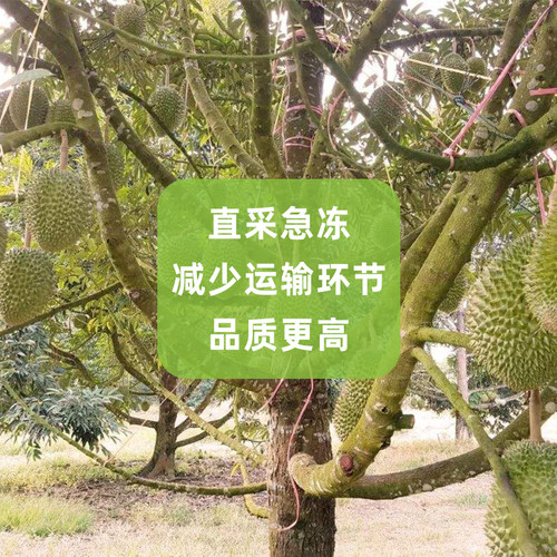 泰国新鲜冷冻金枕头榴莲肉冰冻2斤树熟1KG果肉进口速冻榴莲泥商用 - 图2
