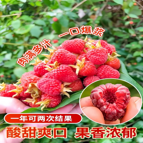 树莓苗双季覆盆子果树苗盆栽地栽南北方种植当年结果红黄黑树莓苗 - 图0