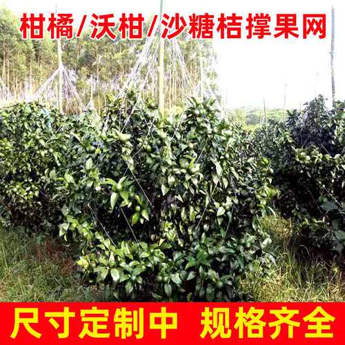 沃柑撑果网砂糖橘柑橘桔果树撑果网吊果网挂果网农用爬藤网种植网 - 图2