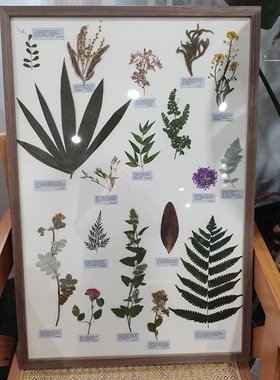 植物标本装饰画干花挂画悬挂沙发