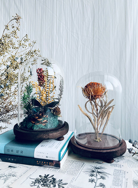 玻璃罩蝴蝶标本植物标本干花摆件昆虫家居软装陈列礼物生态微景观