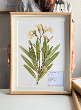 中药材原生植物标本中药装饰画框挂画纯植物教学学校生物课素材