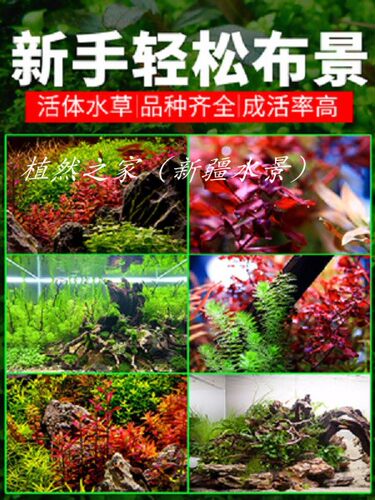 鱼草缸造景中后景有茎水草绿菊宫廷水族箱装饰懒人真水草植物新疆 - 图0