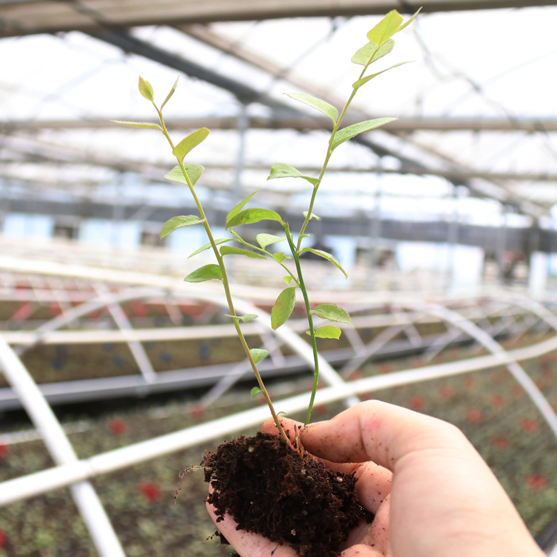 南高品种蓝莓树苗 苔藓苗7-15厘米 木木蓝莓苗 多个品种 南方种植 - 图1