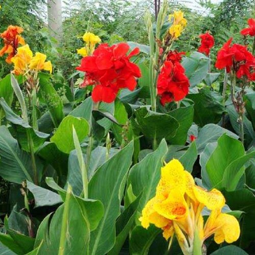 美人蕉花苗带芽多年生盆栽植物阳台室外庭院易活球根花卉种球种子 - 图0
