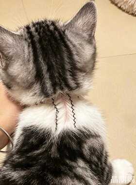 宠物发夹夹狗狗通用个猫咪驱虫分毛夹子精致宠物发夹家用收纳