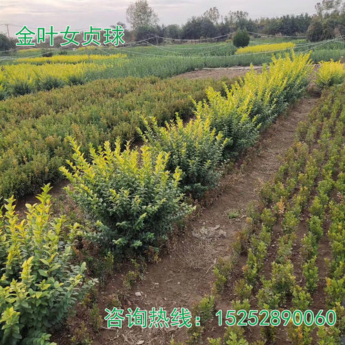 金叶女贞树苗工程绿化苗扦插小苗北方观叶常绿灌木庭院绿篱色块苗 - 图3