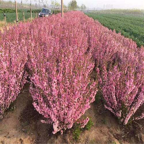 榆叶梅树苗丛生榆叶梅重瓣灌木球庭院耐寒花卉地栽梅花树苗绿化苗 - 图2