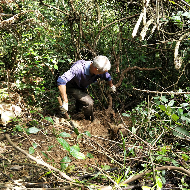 深山野生雄猕猴桃根 藤梨根 阳桃根 雄洋桃根  杨桃根 良心药500g - 图1