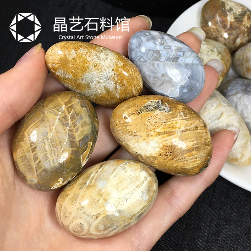 珊瑚化石原石- Top 100件珊瑚化石原石- 2023年7月更新- Taobao
