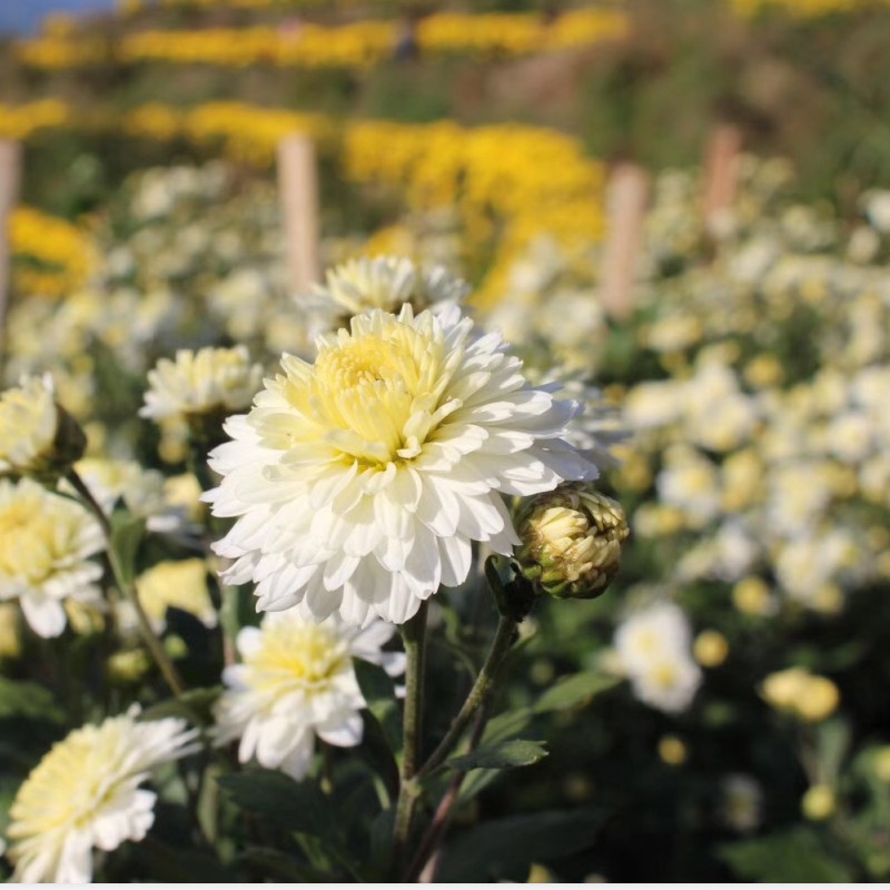 安徽黄山白菊袋装去清甜润火热无硫菊花茶散装白菊花-图2