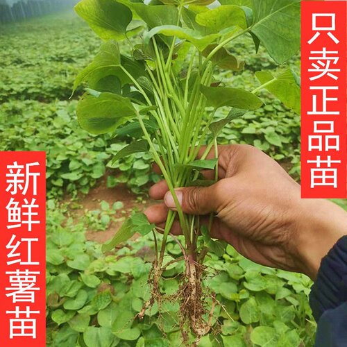 【泡沫箱发】红薯地瓜玛莎莉苗烟25西瓜哈密紫蜜黄番红心秧蜜薯苗 - 图2