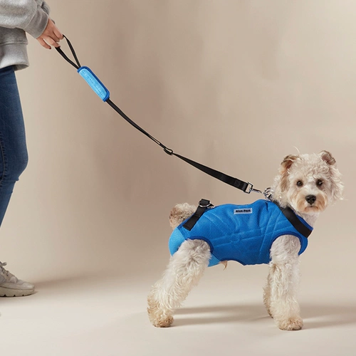 Blueoport пожилая собака из булочек с охраной, чтобы помочь регулируемым собакам с инвалидами.