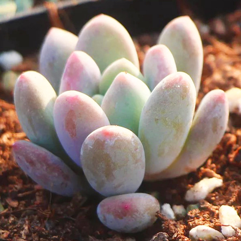 多肉植物黑门萨单头玉露布丁红宝石白美人八千代姬胧月