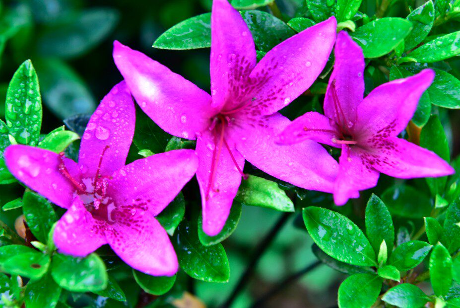 皋月杜鹃:紫龙之誉shiryu-no-homare