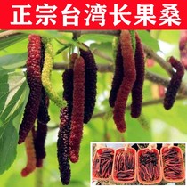 Mulberry Sapling Seasons Fruits Mulberry Seedless Seedless Seeds ten Taiwan Long Goo mulberry Miao Miao Miao Sangkao Miao