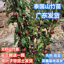 Mountain bamboo Miao Mountain bamboo sapling fruit trees Miao planting the mountain bamboo saplings of the year results Southern cultivation