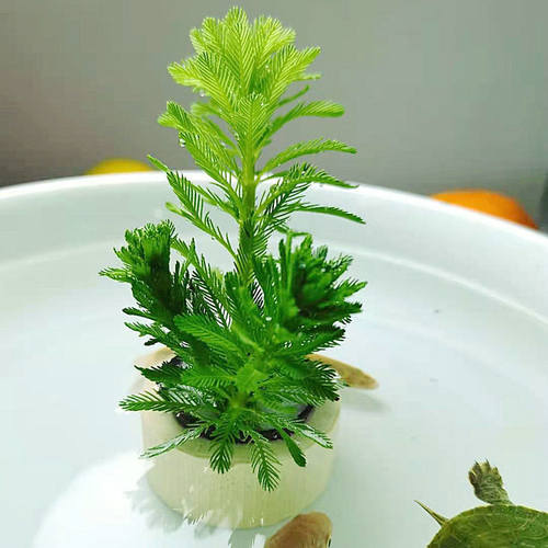 真水草狐尾藻狐尾草 水底水面水培植物净化水质水草 鱼缸造景必用 - 图1