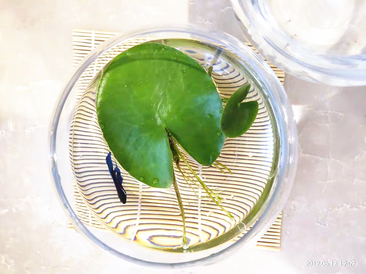 一叶莲水生花卉水培植物室内阳台莲花浮萍草鱼缸水草植物懒人水草