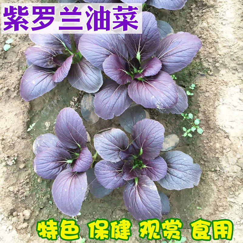 上海青油菜种子青梗菜紫油菜小青菜种籽四季播阳台种菜蔬菜种孑籽-图1