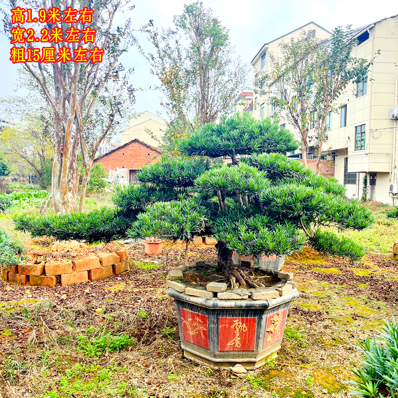 大型庭院地景树黑松罗汉松杜鹃盆景植物花卉盆栽绿植阳台净化空气 - 图1