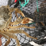 Crab Cage net Sea с использованием сетки с открытой рыбной сетью плюс грубая крабовая сеть крабов крабовая клетка пресноводная рыболовная рыбалка.