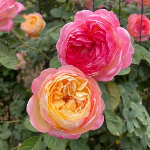 藤樱霞爬藤月季蔷薇花苗大花多季浓香开庭院藤本花卉盆栽地栽 - 图1