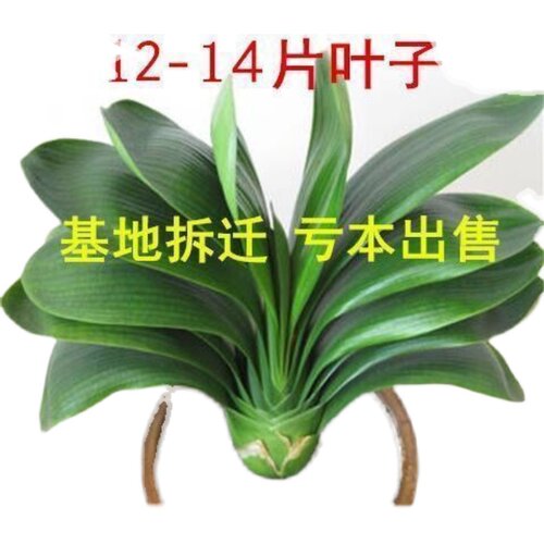 喜阴室内开花苞圆头君子兰花卉君子兰花苗盆栽四季常青植物蝴蝶兰 - 图3